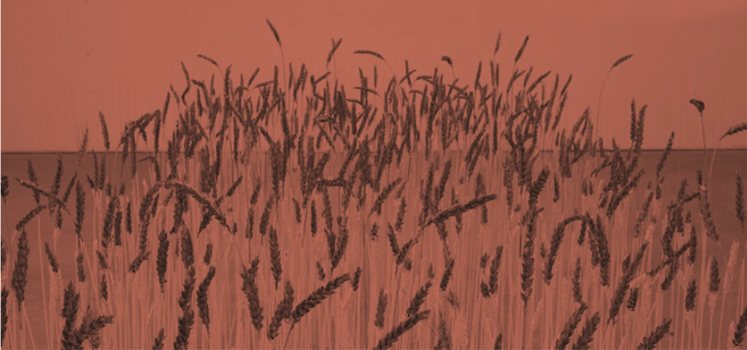 imageDate Oeuvre Blé de l'exposition